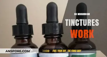 Mushroom Tinctures: Do They Work?
