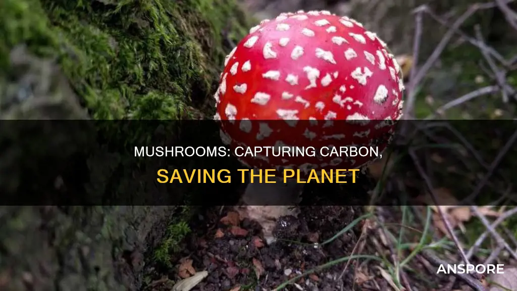 do mushroom trap carbon