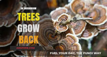 Do Mushroom Trees Regenerate? Understanding Their Growth and Recovery Process