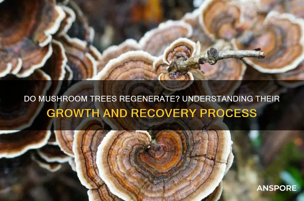 do mushroom trees grow back