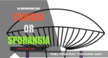 Mushroom Reproduction: Conidia or Sporangia? Unraveling Fungal Structures