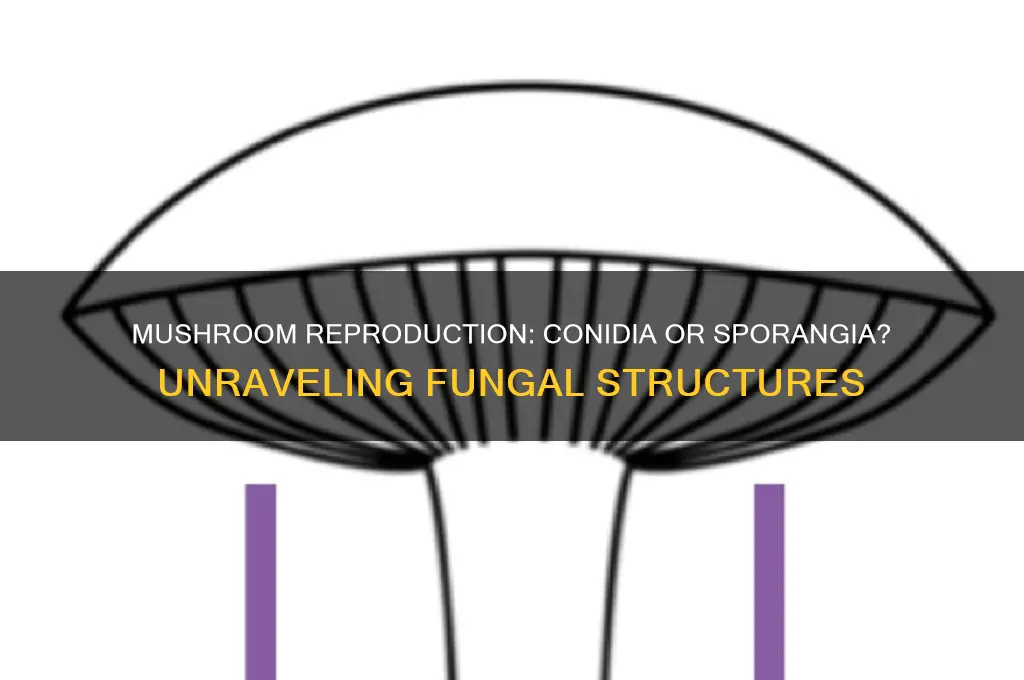 do mushrooma have conidia or sporangia