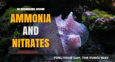Mushrooms' Role in Absorbing Ammonia and Nitrates: A Natural Solution