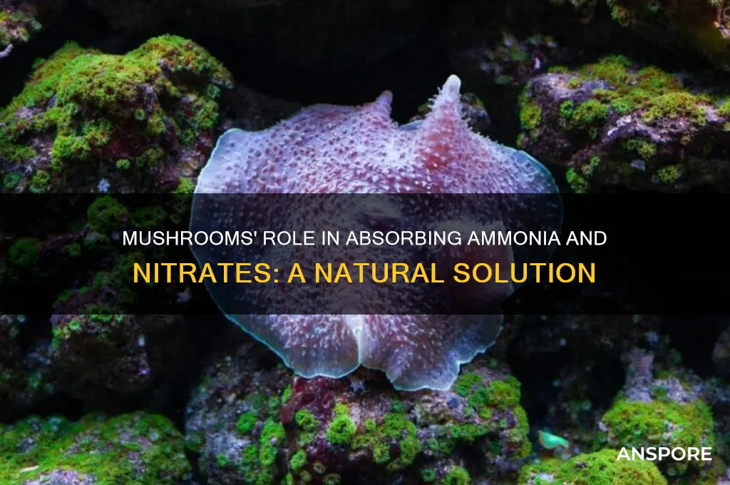 do mushrooms absorb ammonia and nitrates