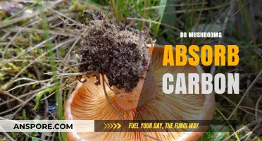 Mushrooms: Nature's Carbon-Absorbing Superheroes
