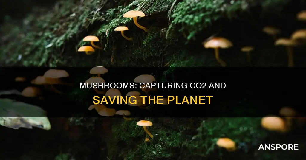 do mushrooms absorb co2