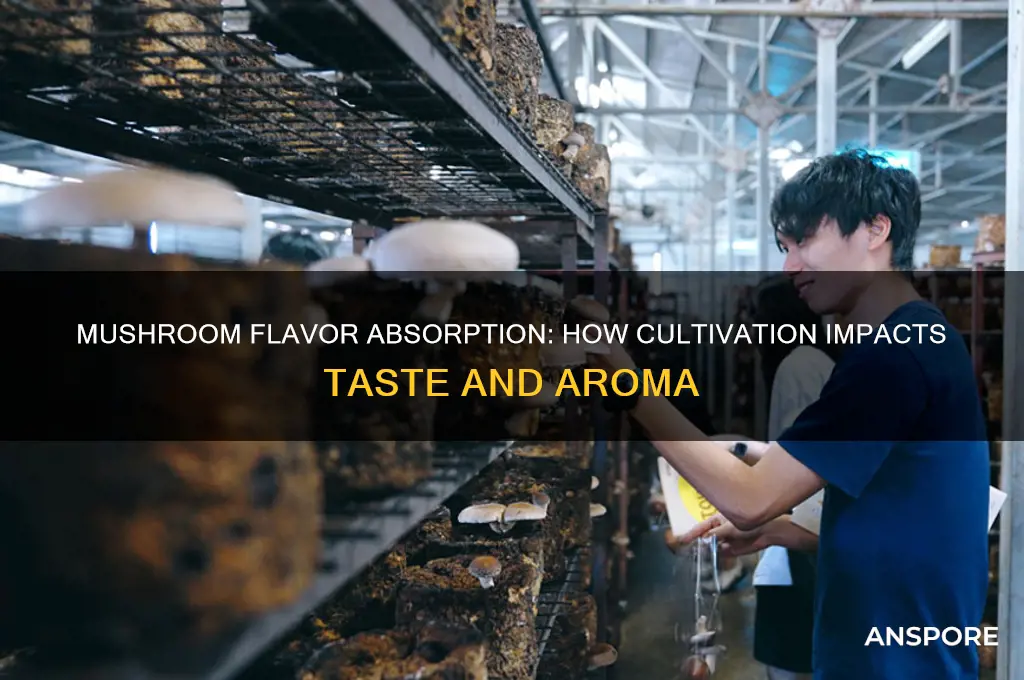 do mushrooms absorb flavor in cultivation