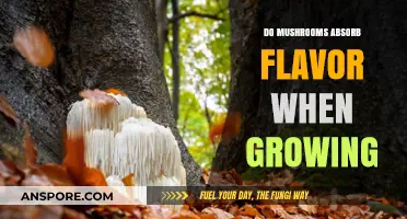 Mushrooms' Flavor Absorption: How Growing Conditions Impact Their Taste