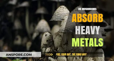 Mushrooms: Heavy Metal Absorption and Risks
