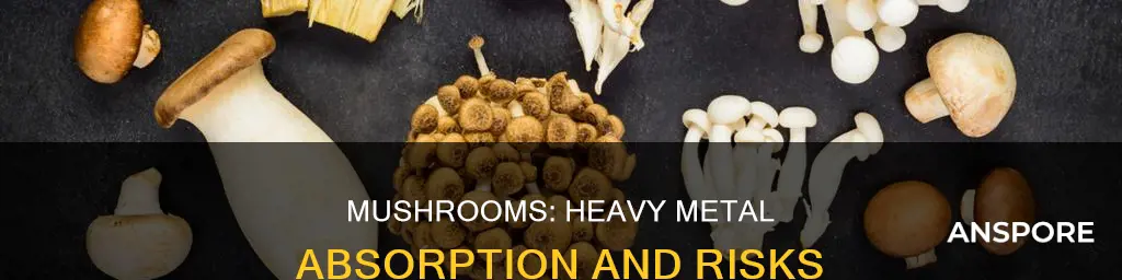 do mushrooms absorb heavy metals