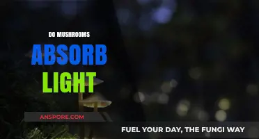 Mushrooms: Capturing and Converting Light