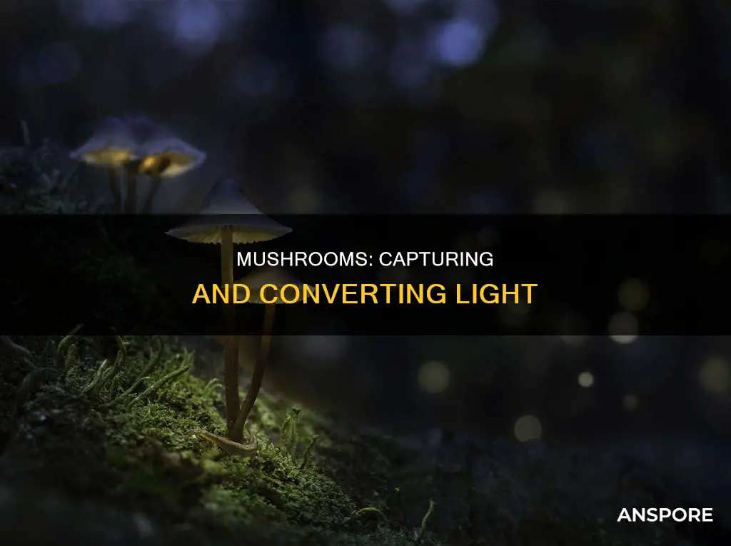 do mushrooms absorb light