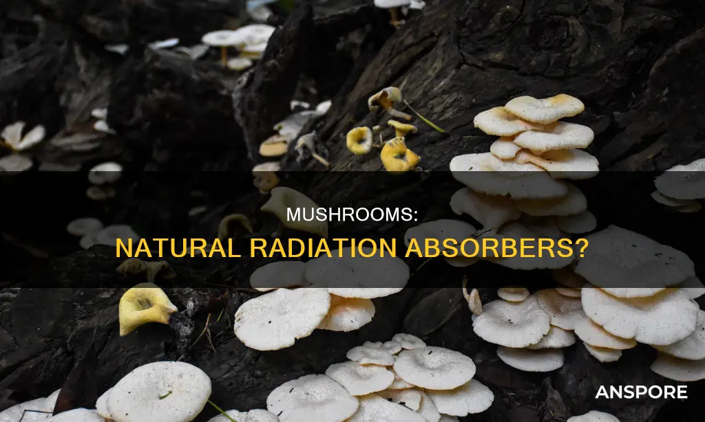 do mushrooms absorb radiation