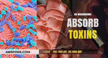 Mushrooms: Natural Toxin Absorbers or Not?