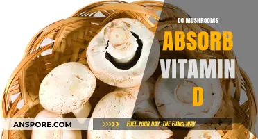 Mushrooms: Vitamin D Absorption and Bioavailability