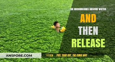 Mushrooms' Hydration Cycle: Absorbing and Releasing Water Explained