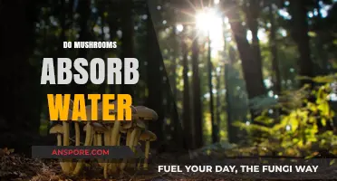 Mushrooms: Absorbing Water, a Hydrating Superpower?