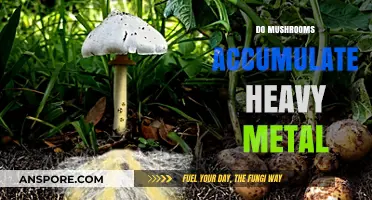Mushrooms and Heavy Metals: What's the Risk?