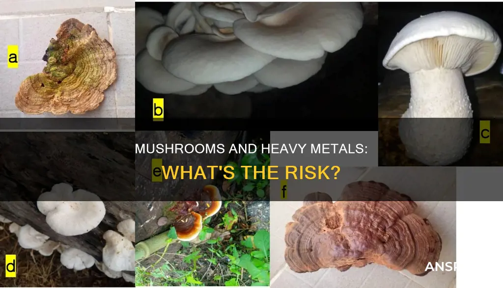 do mushrooms accumulate heavy metal
