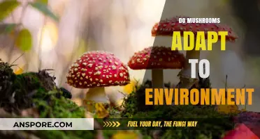 Mushrooms: Adapting to Their Environment and Beyond