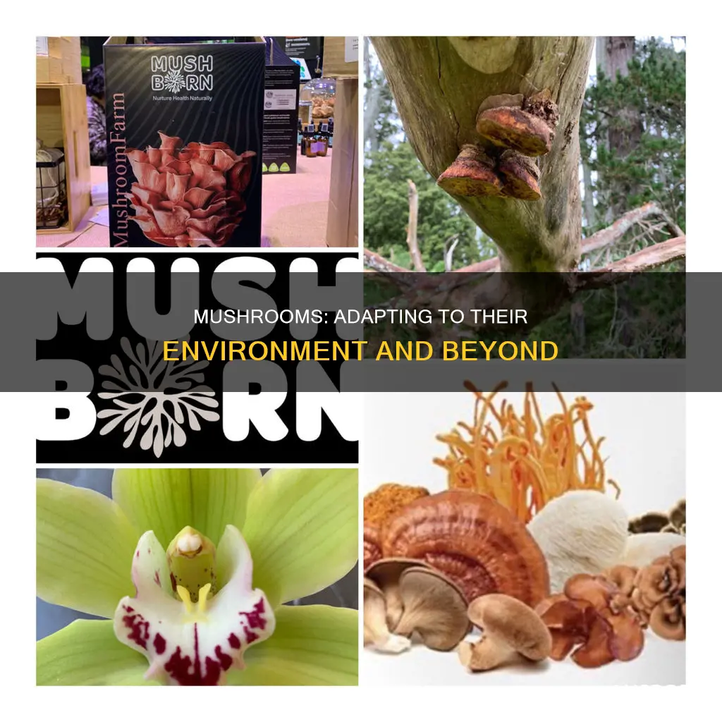 do mushrooms adapt to environment