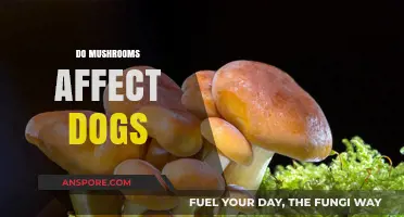 Mushrooms and Dogs: Toxicity and Safety Concerns