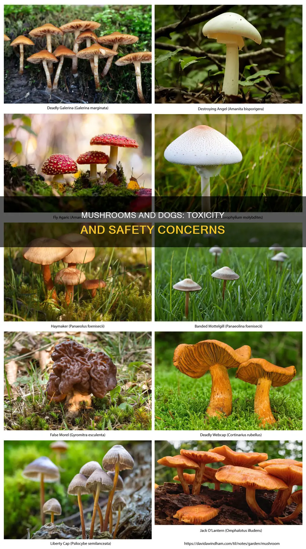 do mushrooms affect dogs