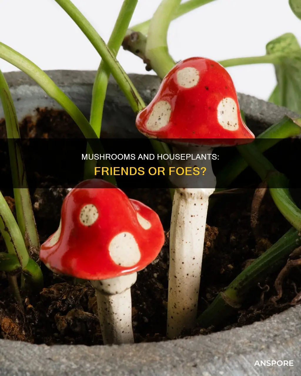 do mushrooms affect houseplants