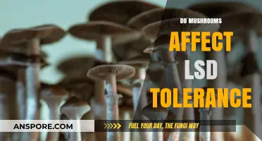 Psychedelics and Tolerance: Mushrooms and LSD