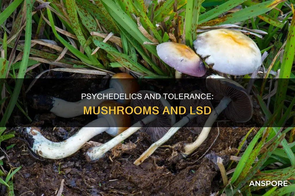 do mushrooms affect lsd tolerance
