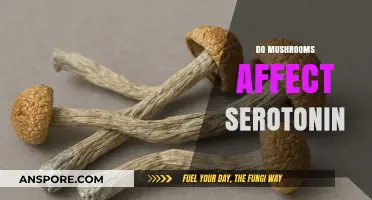 Mushrooms and Serotonin: What's the Link?