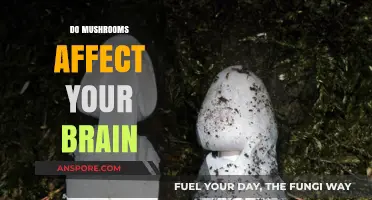 Mushrooms: Brain Benefits or Risks?