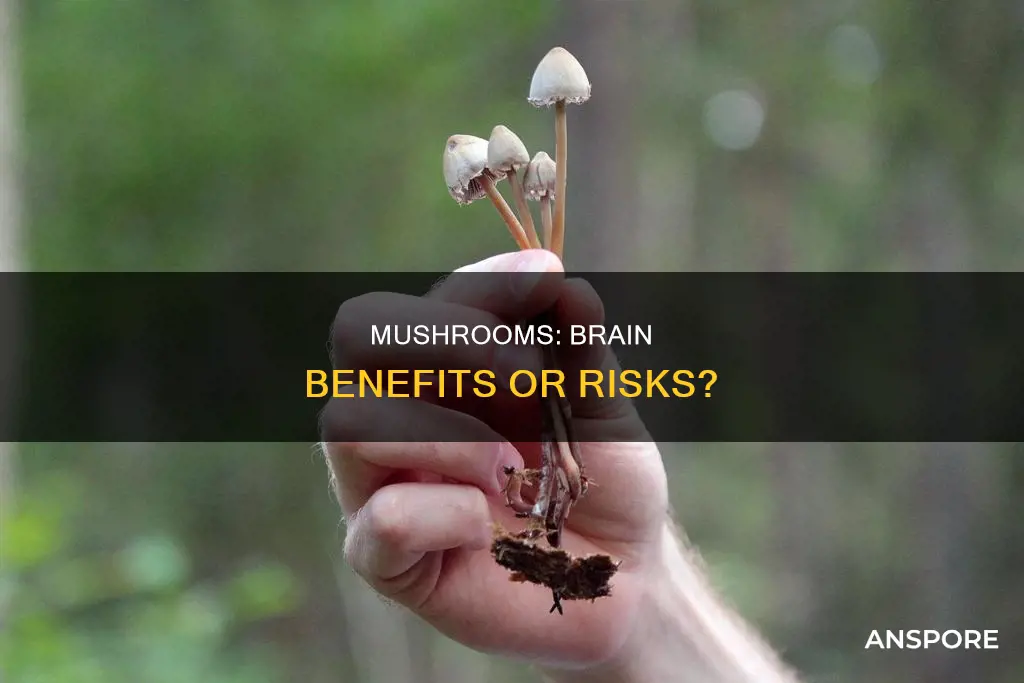 do mushrooms affect your brain