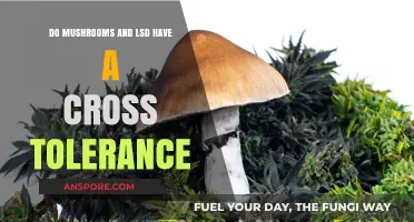 Exploring Cross-Tolerance: Mushrooms and LSD's Shared Effects and Limits