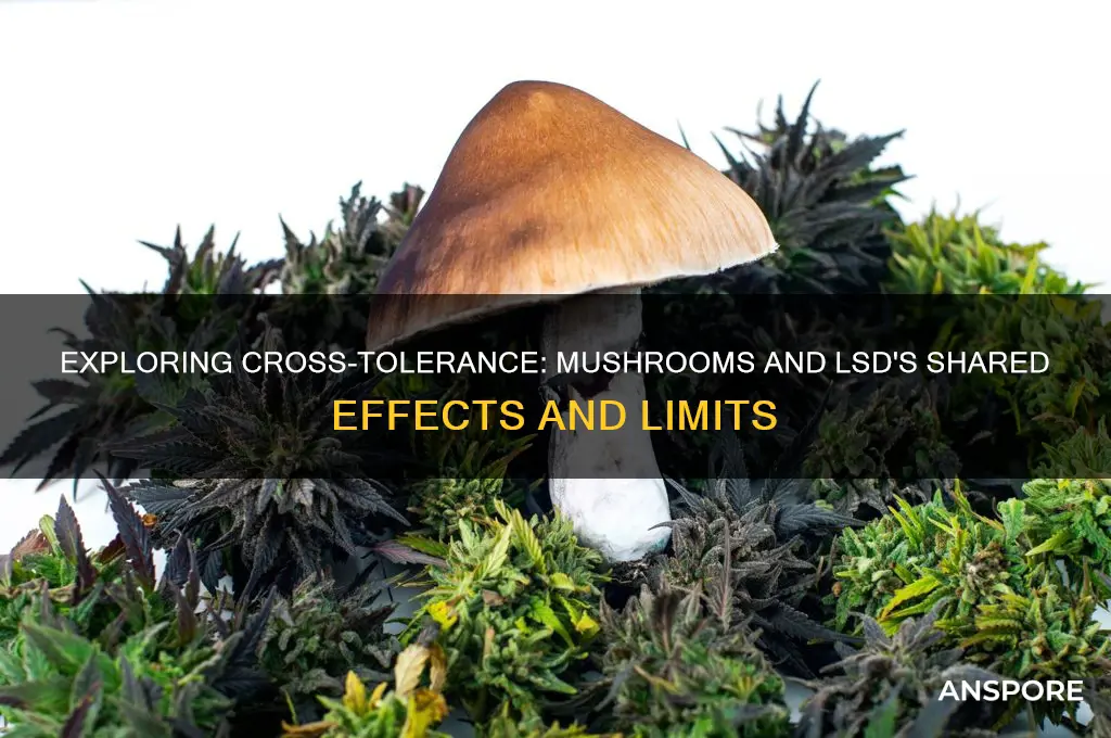 do mushrooms and lsd have a cross tolerance