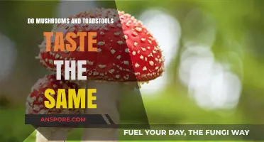 Mushrooms vs. Toadstools: Unveiling the Taste Differences and Similarities