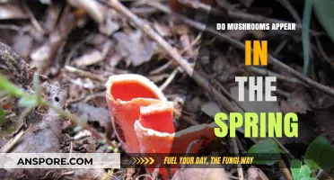 Spring's Fungal Awakening: When and Why Mushrooms Emerge in the Season