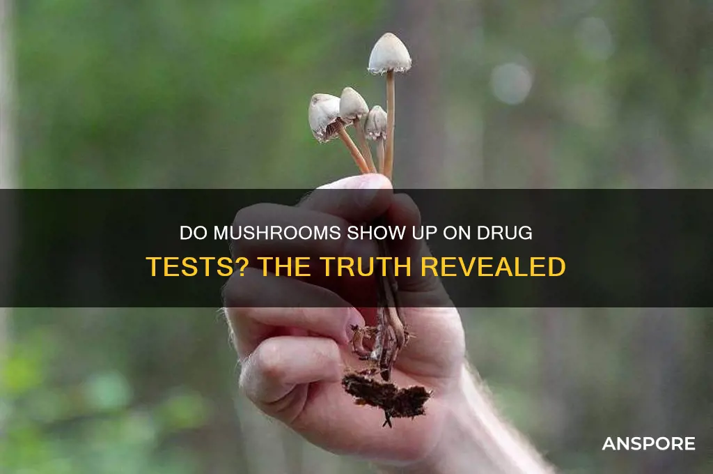 do mushrooms appear on drug screens