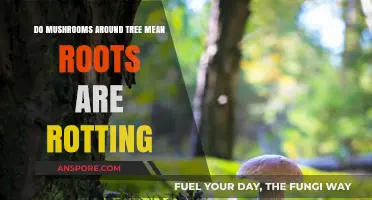 Mushrooms Around Trees: Sign of Root Rot or Natural Process?