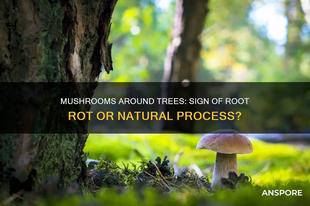 do mushrooms around tree mean roots are rotting