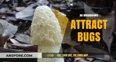 Mushrooms and Bugs: A Surprising Relationship