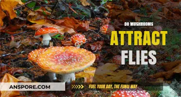 Mushrooms: Why Do They Attract Flies?