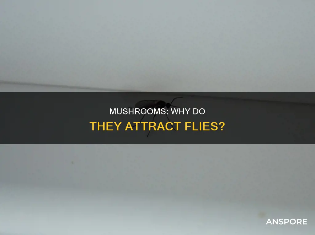 do mushrooms attract flies