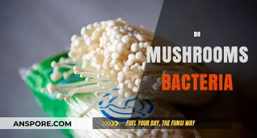 Mushroom Mystery: Bacteria's Role in Growth