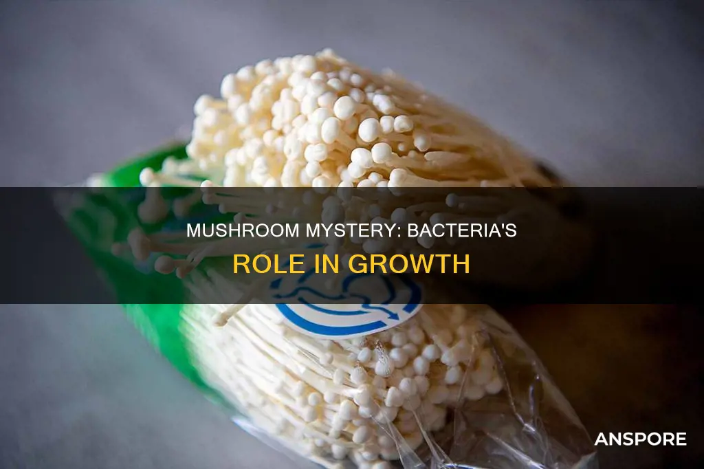 do mushrooms bacteria