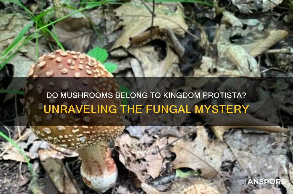 do mushrooms belong to the kingdom protista