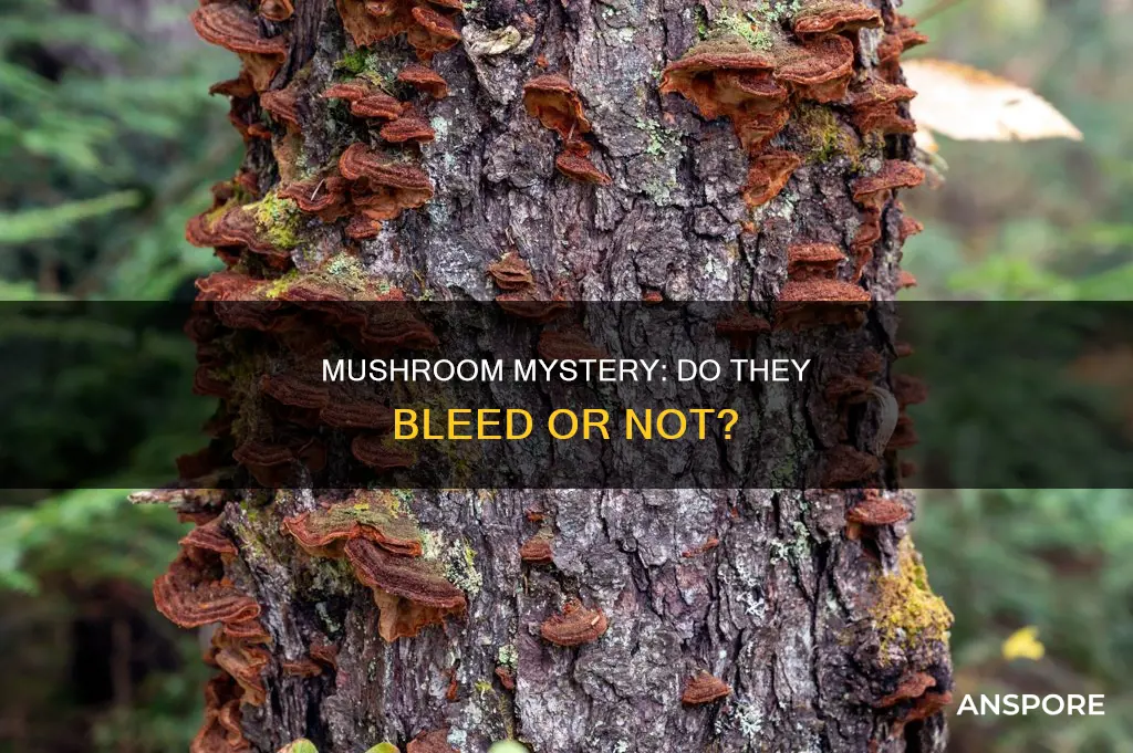 do mushrooms bleed