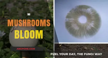 Mushroom Blooming: Nature's Magical Process