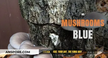 How Mushrooms Turn Blue: The Science Behind It