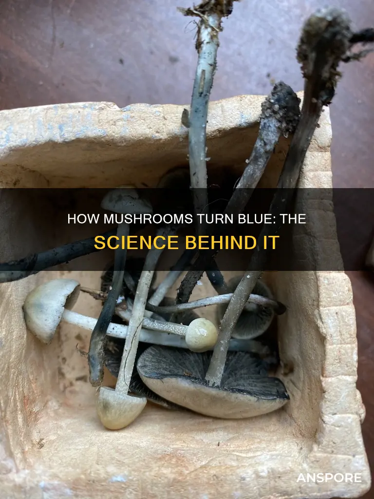 do mushrooms blue